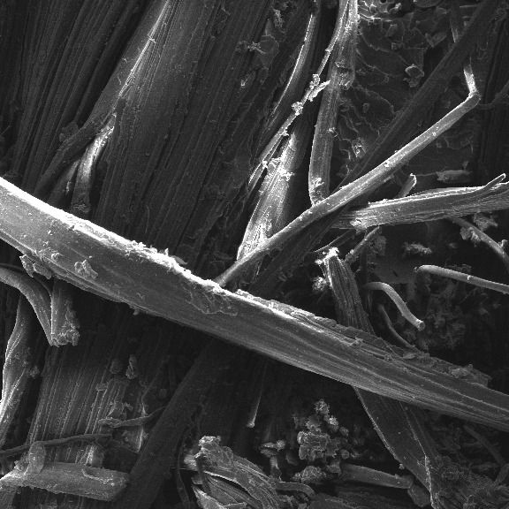 Scanning electron micrograph of the natural fibres