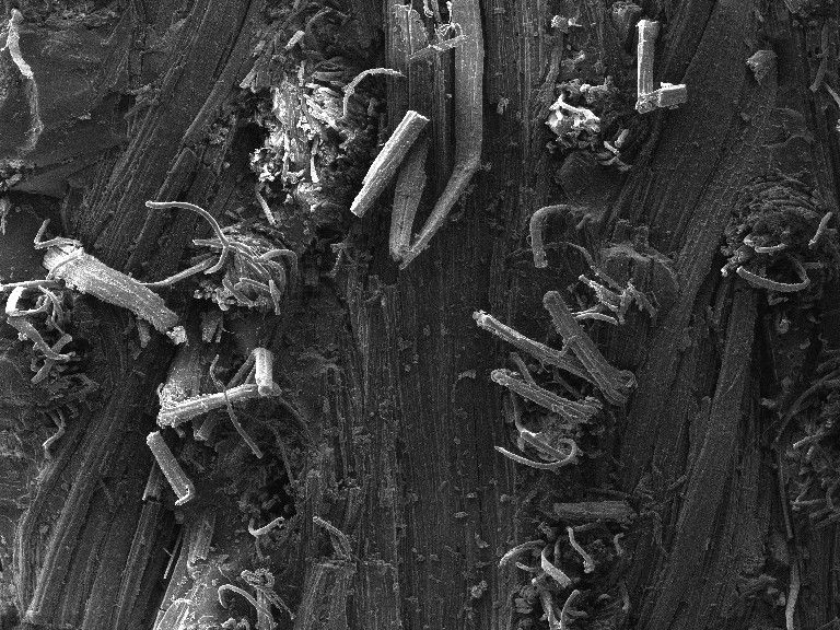 Scanning electron micrograph of a flax/epoxy fracture surface at 100 times, with pulled-out fibre ends and cavities